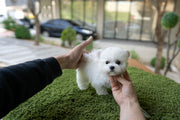 Rolly Teacup Puppies (Purchased by Rex) Theo - Bichon. M.