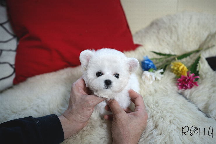 Rolly Teacup Puppies (Purchased by Rex) Theo - Bichon. M.