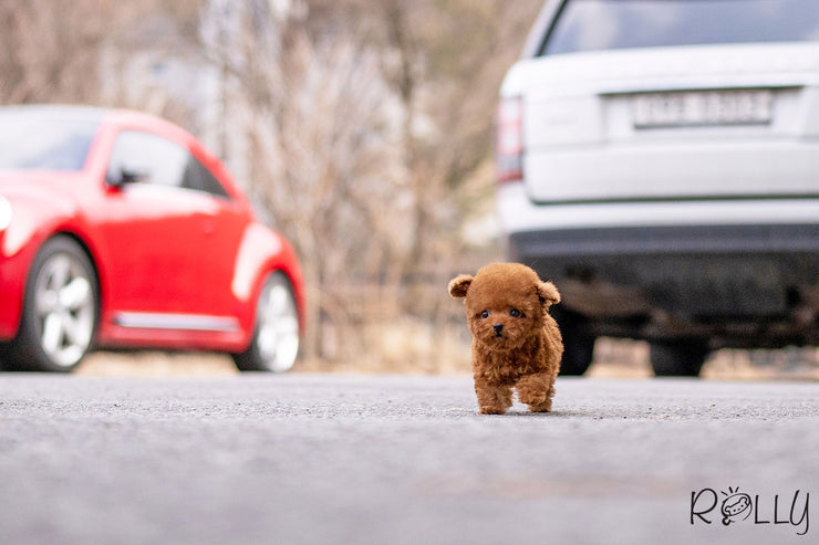 Rolly Teacup Puppies ACE - MALE.