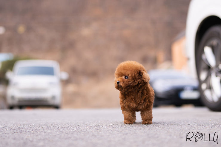 Rolly Teacup Puppies ACE - MALE.