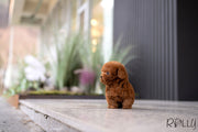 Rolly Teacup Puppies ACE - MALE.
