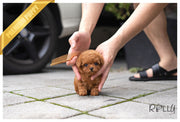 Rolly Teacup Puppies ACORN - FEMALE (PURCHASED by Dhruv).