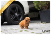 Rolly Teacup Puppies ACORN - FEMALE (PURCHASED by Dhruv).
