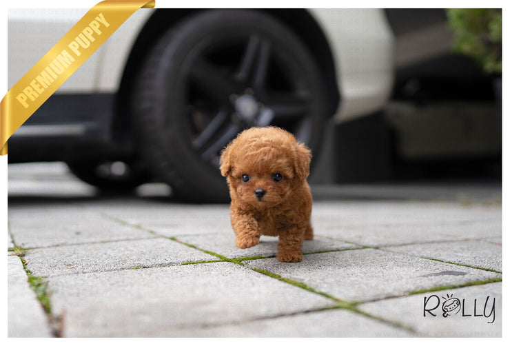 Rolly Teacup Puppies ACORN - FEMALE (PURCHASED by Dhruv).