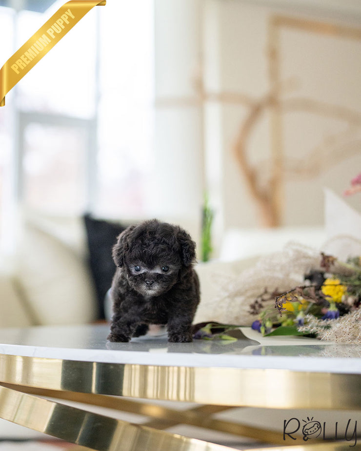 Rolly Teacup Puppies AGNES - FEMALE.