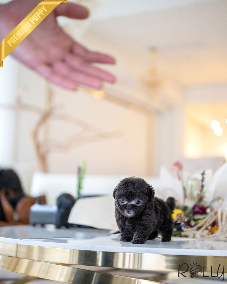Rolly Teacup Puppies AGNES - FEMALE.