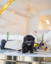 Rolly Teacup Puppies AGNES - FEMALE.