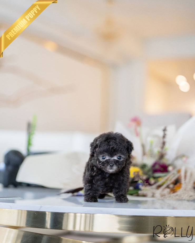 Rolly Teacup Puppies AGNES - FEMALE.