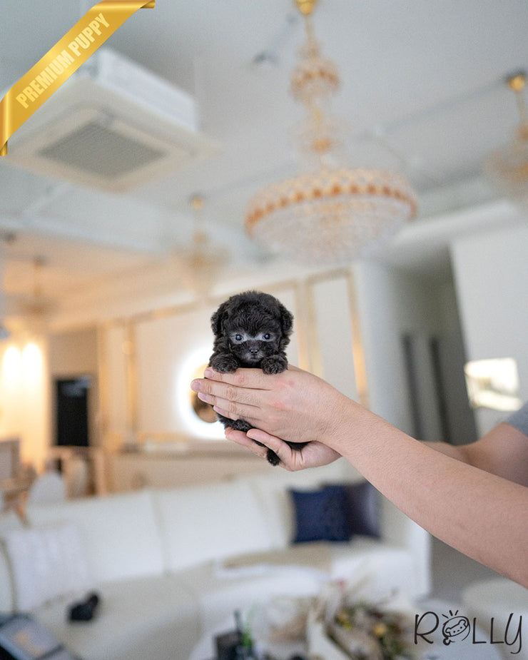 Rolly Teacup Puppies AGNES - FEMALE.