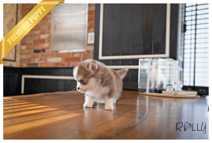 Rolly Teacup Puppies (PURCHASED by Raspanti) ALFIE - Pomsky. M.