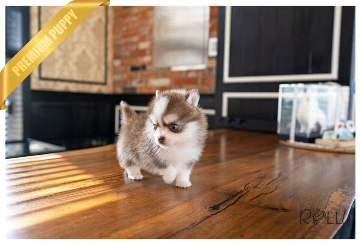 Rolly Teacup Puppies (PURCHASED by Raspanti) ALFIE - Pomsky. M.