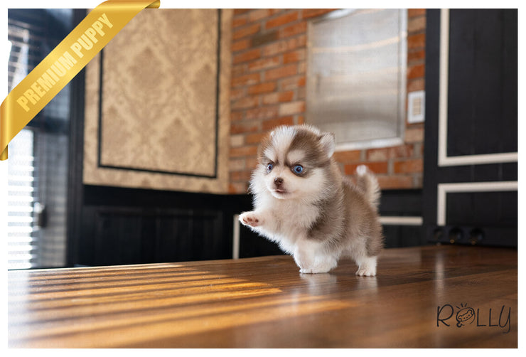 Rolly Teacup Puppies (PURCHASED by Raspanti) ALFIE - Pomsky. M.