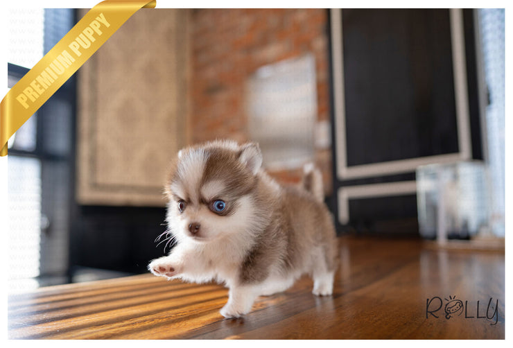 Rolly Teacup Puppies (PURCHASED by Raspanti) ALFIE - Pomsky. M.