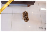 Rolly Teacup Puppies (PURCHASED by Raspanti) ALFIE - Pomsky. M.
