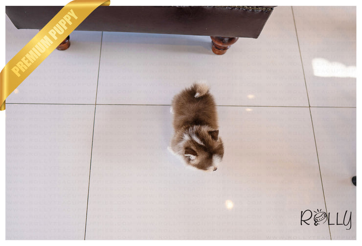 Rolly Teacup Puppies (PURCHASED by Raspanti) ALFIE - Pomsky. M.