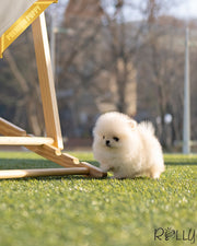 Rolly Teacup Puppies ALMOND - MALE (PURCHASED by ALEJANDRA).