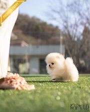 Rolly Teacup Puppies ALMOND - MALE (PURCHASED by ALEJANDRA).