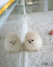 Rolly Teacup Puppies ALMOND - MALE (PURCHASED by ALEJANDRA).