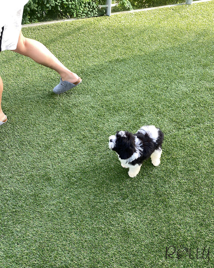 Rolly Teacup Puppies APOLLO - MALE (PURVHASED by CHOI).