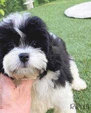 Rolly Teacup Puppies APOLLO - MALE (PURVHASED by CHOI).