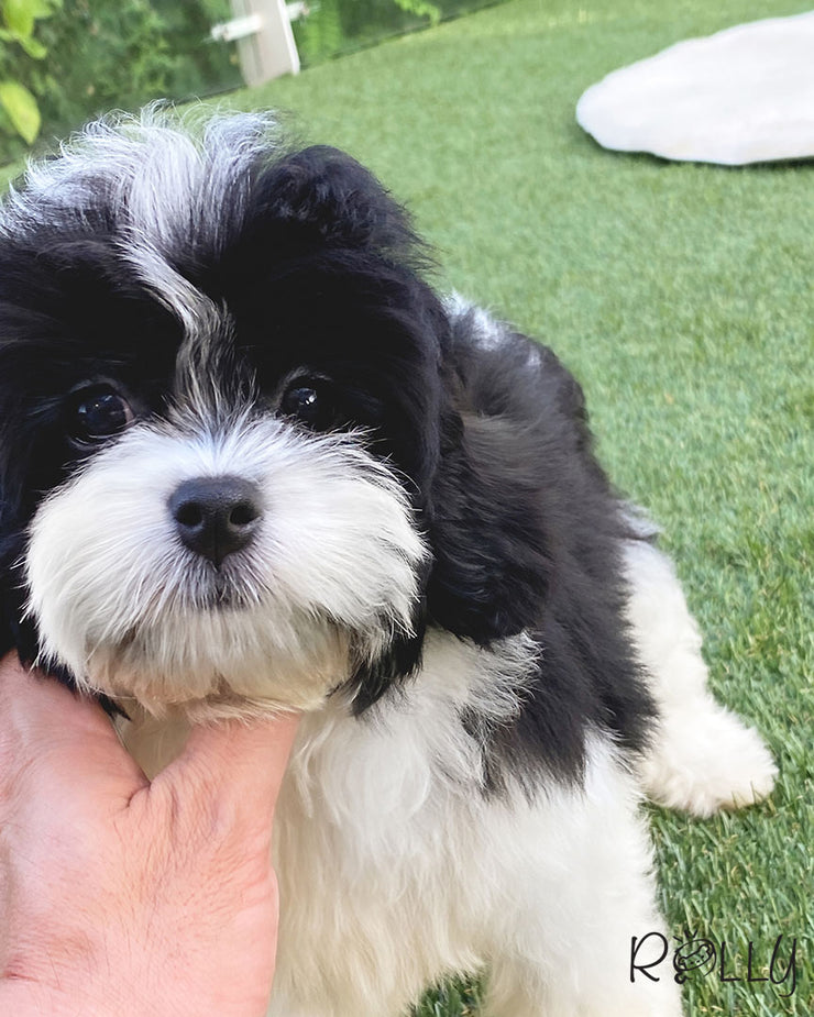Rolly Teacup Puppies APOLLO - MALE (PURVHASED by CHOI).