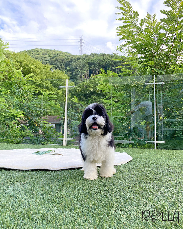 Rolly Teacup Puppies APOLLO - MALE (PURVHASED by CHOI).