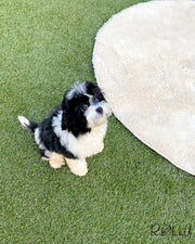 Rolly Teacup Puppies APOLLO - MALE (PURVHASED by CHOI).