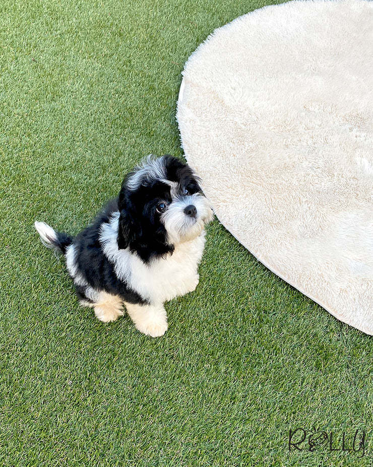 Rolly Teacup Puppies APOLLO - MALE (PURVHASED by CHOI).
