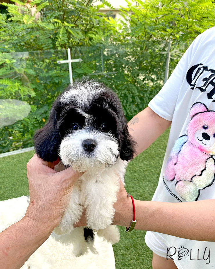 Rolly Teacup Puppies APOLLO - MALE (PURVHASED by CHOI).