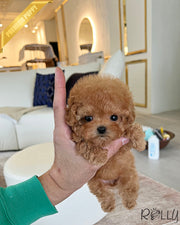 Rolly Teacup Puppies HUDSON - FEMALE.