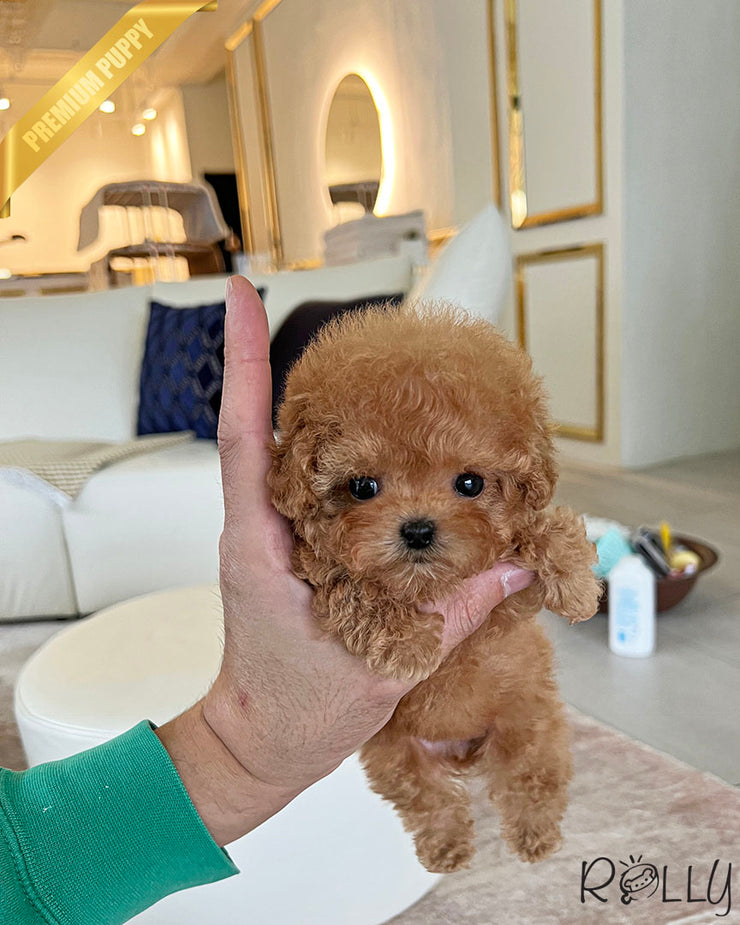 Rolly Teacup Puppies HUDSON - FEMALE.