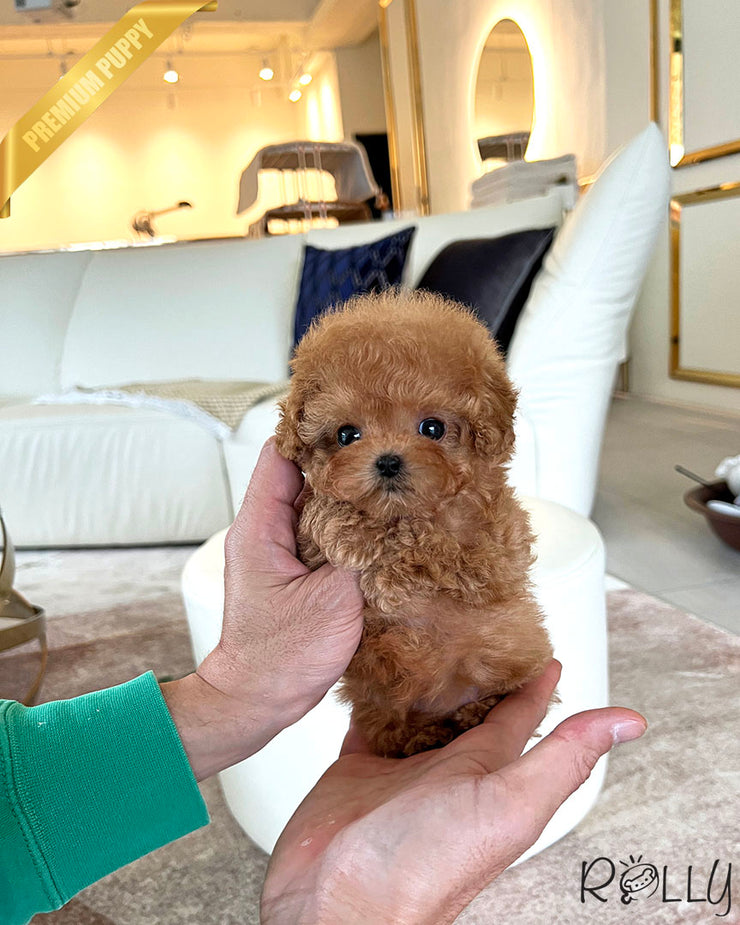 Rolly Teacup Puppies HUDSON - FEMALE.