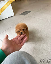 Rolly Teacup Puppies HUDSON - FEMALE.