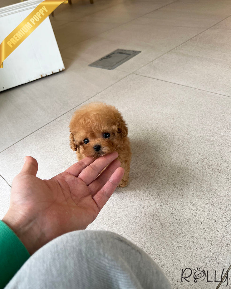 Rolly Teacup Puppies HUDSON - FEMALE.