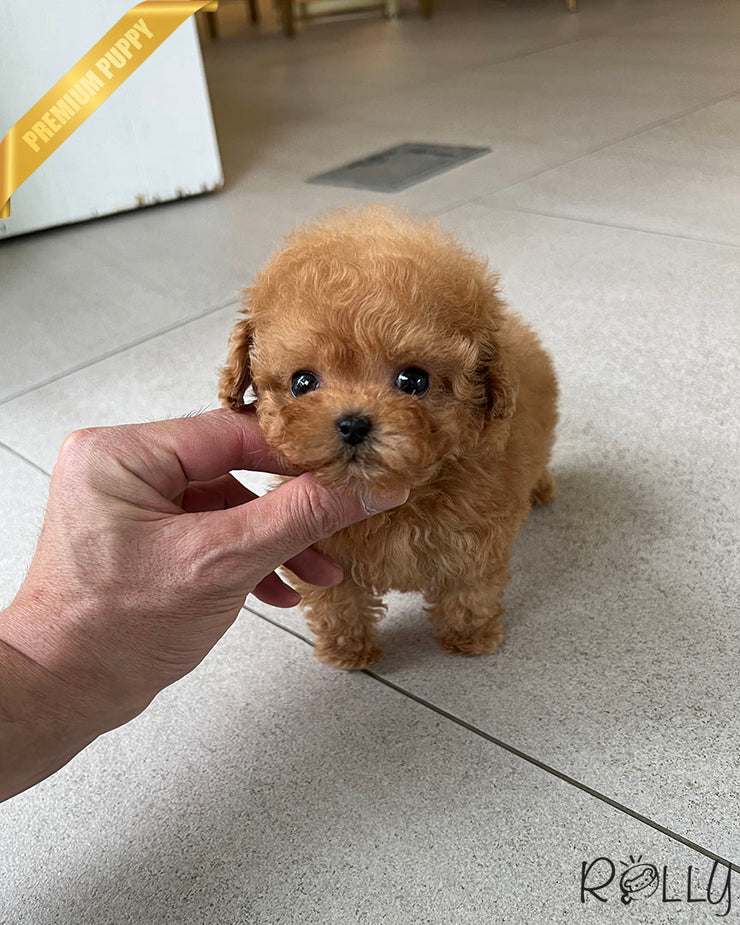 Rolly Teacup Puppies HUDSON - FEMALE.