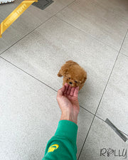 Rolly Teacup Puppies HUDSON - FEMALE.