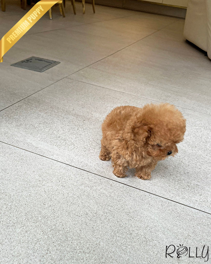 Rolly Teacup Puppies HUDSON - FEMALE.