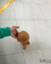 Rolly Teacup Puppies HUDSON - FEMALE.
