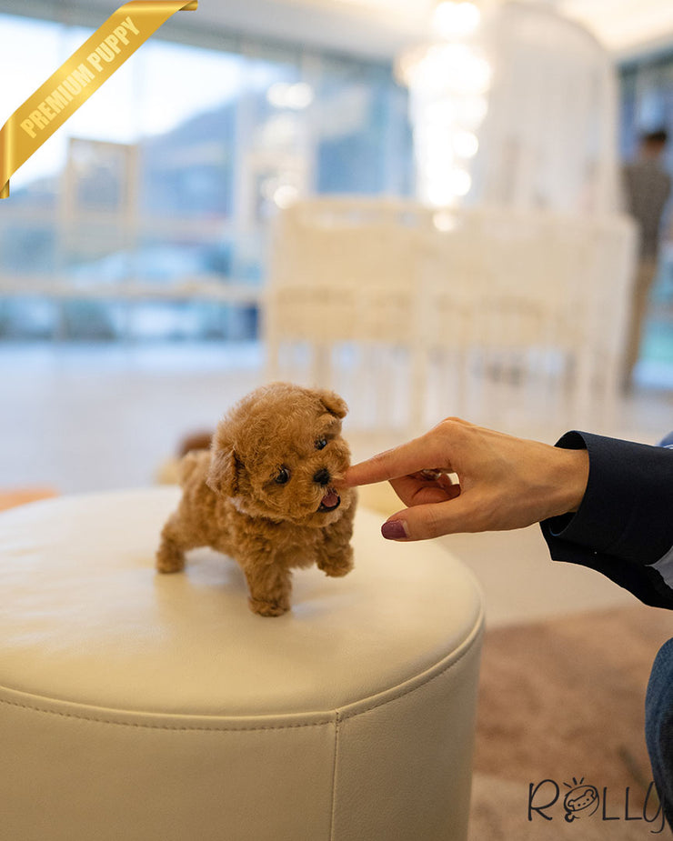 Rolly Teacup Puppies FINN - MALE.
