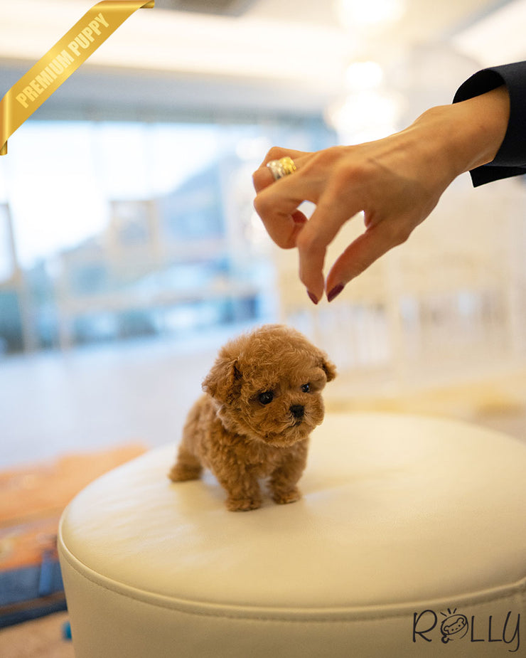 Rolly Teacup Puppies FINN - MALE.