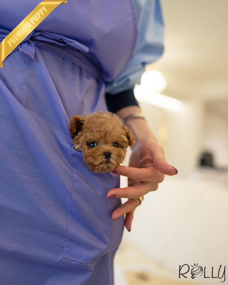 Rolly Teacup Puppies FINN - MALE.
