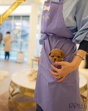 Rolly Teacup Puppies FINN - MALE.