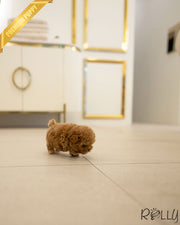 Rolly Teacup Puppies FINN - MALE.