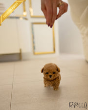 Rolly Teacup Puppies FINN - MALE.