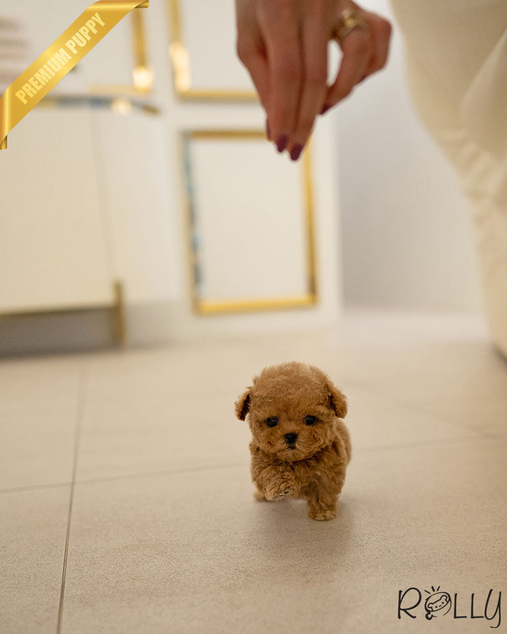 Rolly Teacup Puppies FINN - MALE.