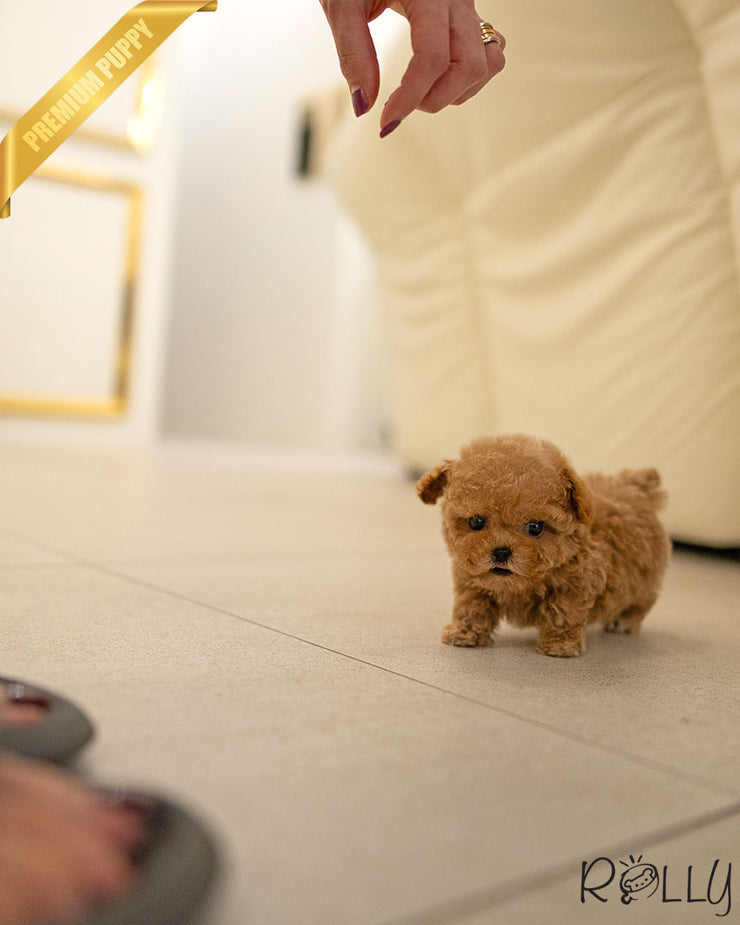 Rolly Teacup Puppies FINN - MALE.