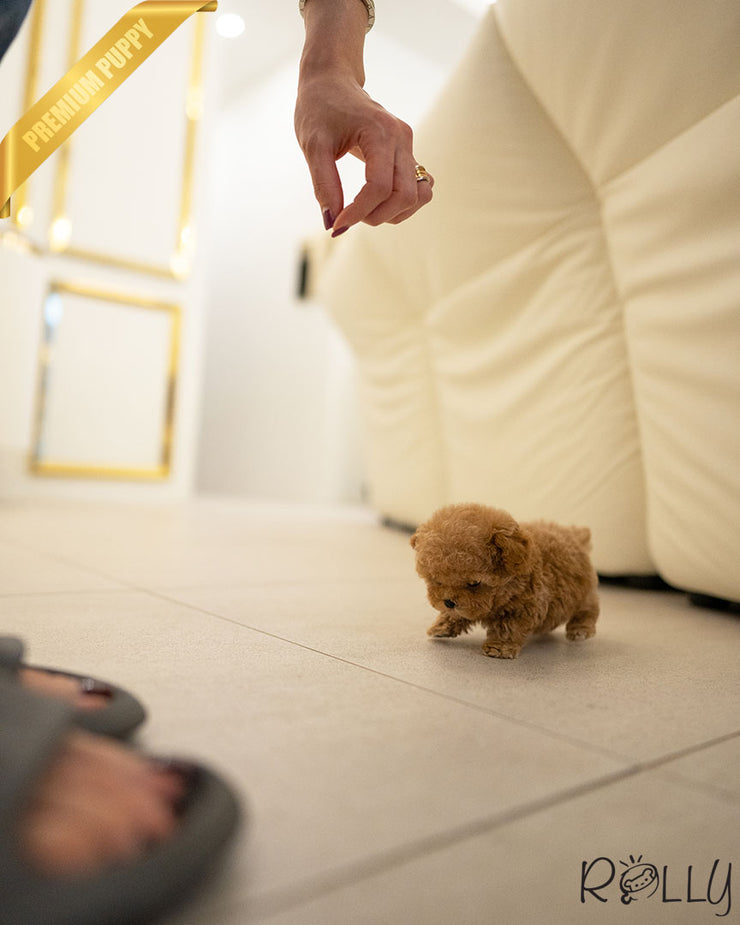 Rolly Teacup Puppies FINN - MALE.