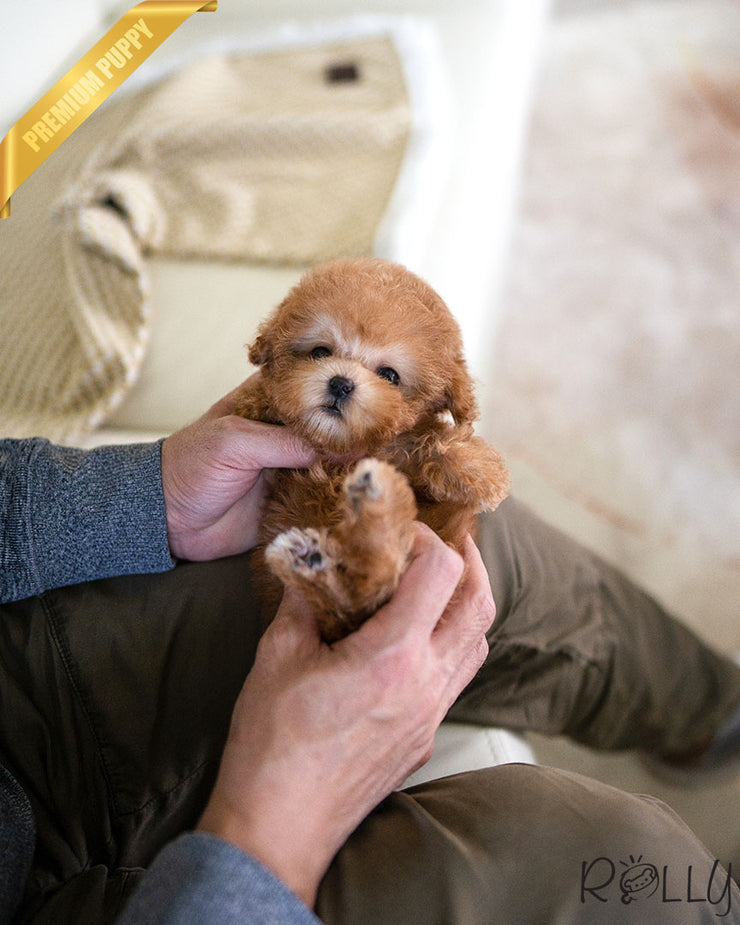 Rolly Teacup Puppies ARI - FEMALE.