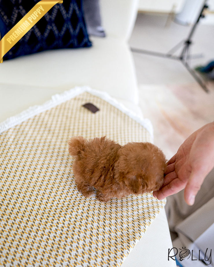Rolly Teacup Puppies ARI - FEMALE.