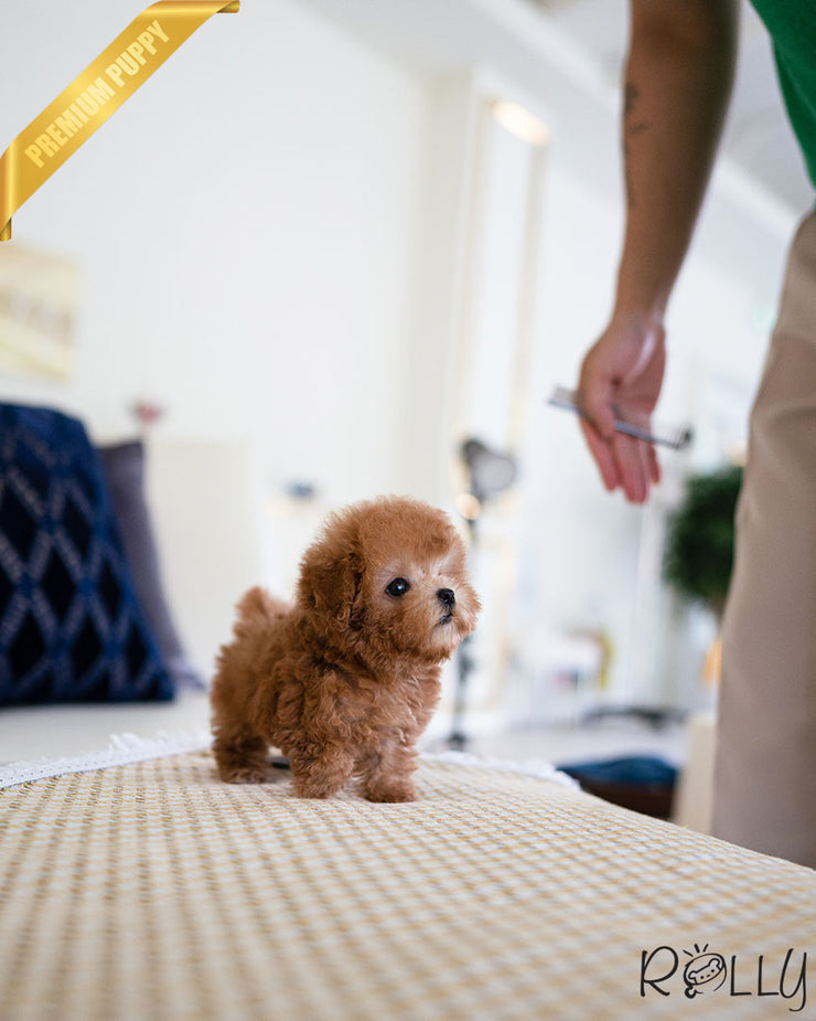 Rolly Teacup Puppies ARI - FEMALE.